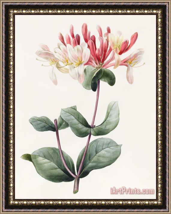 Louise D Orleans Lonicera Periclymenum Framed Painting