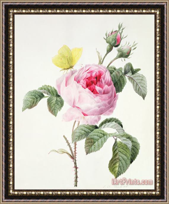 Louise DOrleans Pink rose with buds and a brimstone butterfly Framed Print