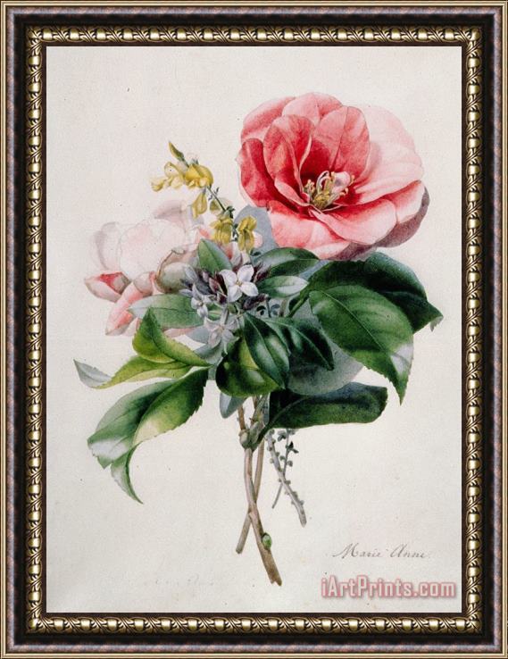 Marie-Anne Camellia and Broom Framed Print