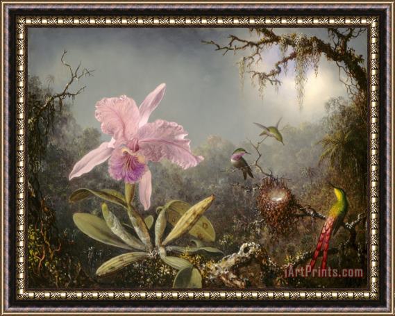 Martin Johnson Heade Cattelya Orchid And Three Brazilian Hummingbirds Framed Painting