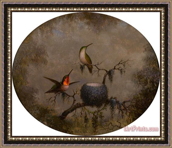 Martin Johnson Heade Hummingbirds And Their Nest Framed Print