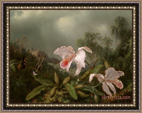 Martin Johnson Heade Jungle Orchids And Hummingbirds Framed Painting