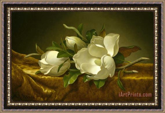 Martin Johnson Heade Magnolias on Gold Velvet Cloth Framed Print