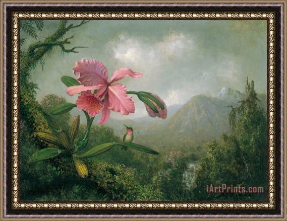 Martin Johnson Heade orchid and hummingbird near a mountain waterfall Framed Painting