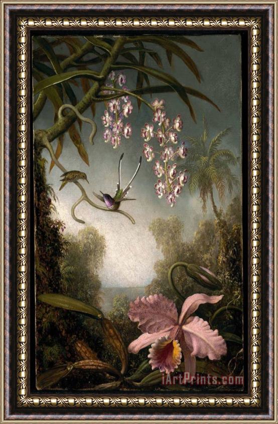 Martin Johnson Heade Orchids And Spray Orchids with Hummingbird Framed Painting