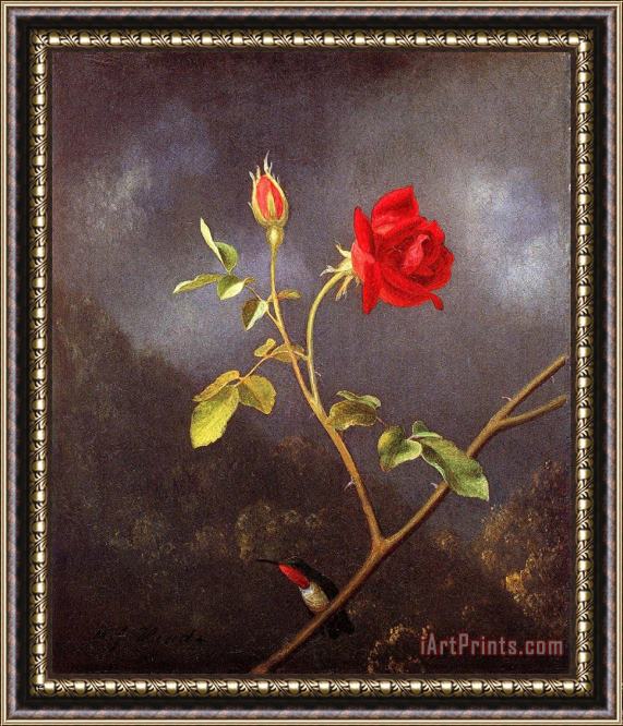 Martin Johnson Heade Red Rose with Ruby Throat Framed Painting