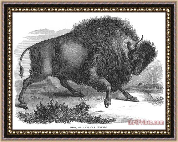 Others American Buffalo Framed Print