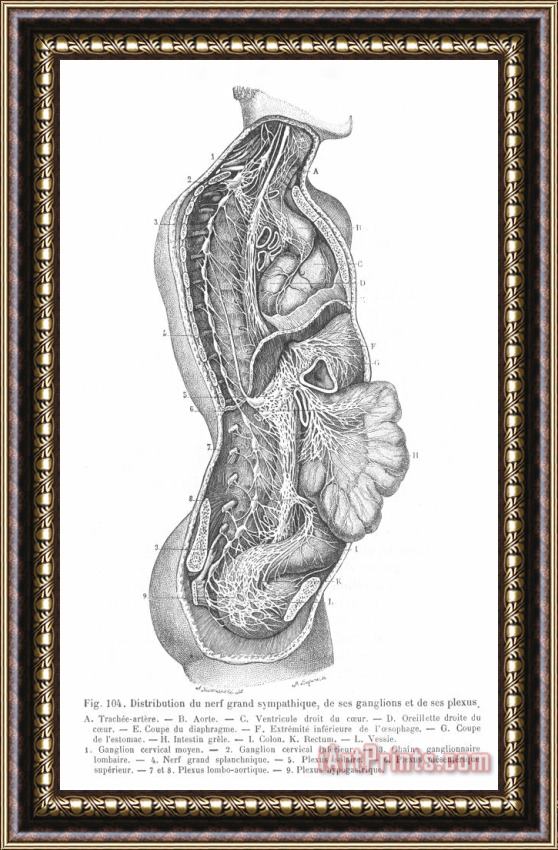 Others Anatomy: Nervous System Framed Print