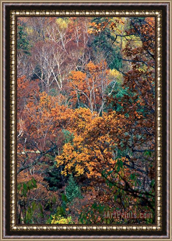 Others Autumn Framed Print