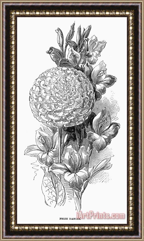 Others Botany: Prize Dahlia Framed Painting