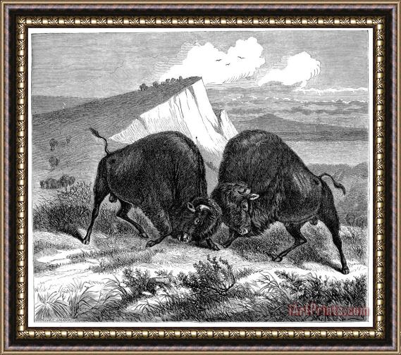 Others BUFFALO, 19th CENTURY Framed Painting