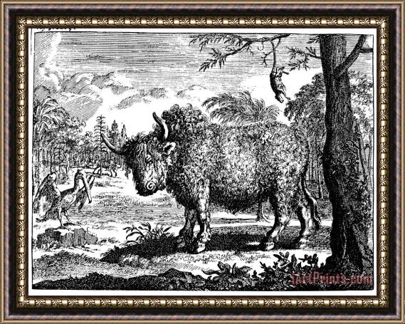 Others Buffalo Framed Painting
