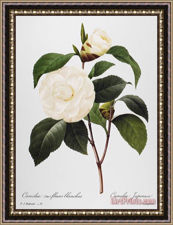 Others Camellia, 1833 Framed Painting