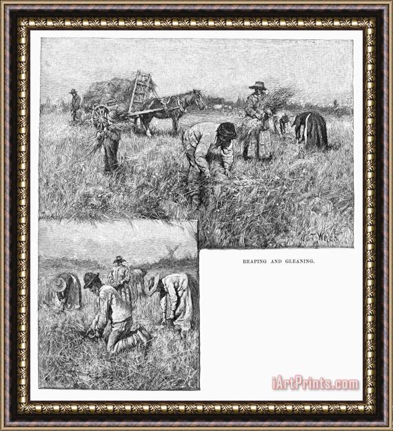 Others Canada: Farming, 1883 Framed Painting
