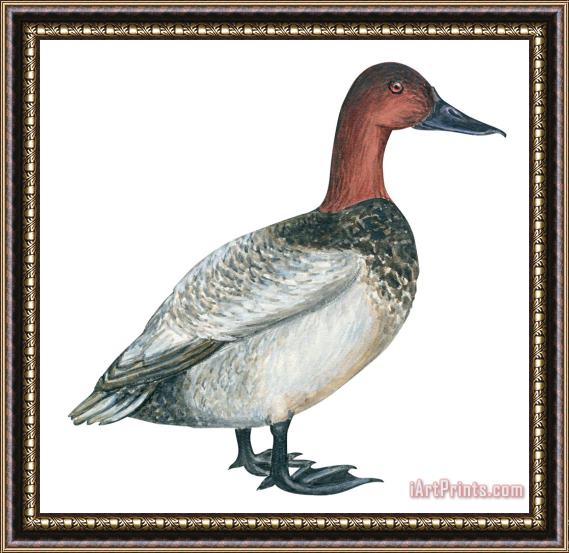 Others Canvasback Duck Framed Print