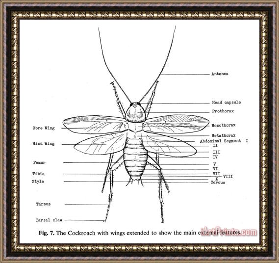 Others Cockroach Framed Print