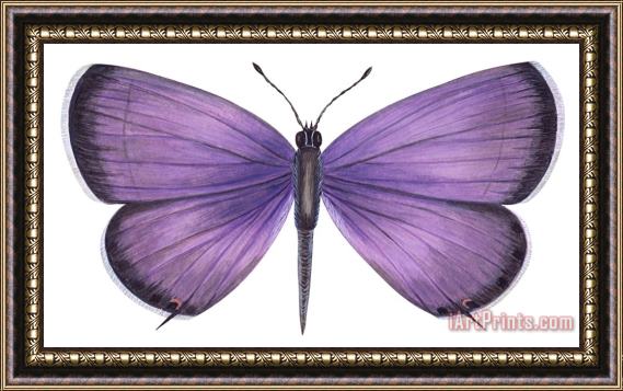 Others Eastern Tailed Blue Butterfly Framed Painting