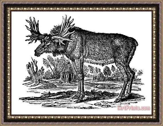 Others Elk/moose Framed Painting