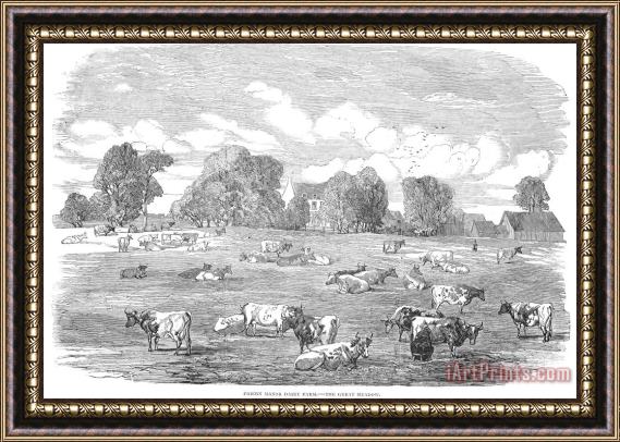 Others England: Cattle, 1853 Framed Print