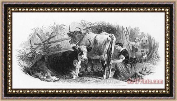Others Farming: Milking Framed Painting