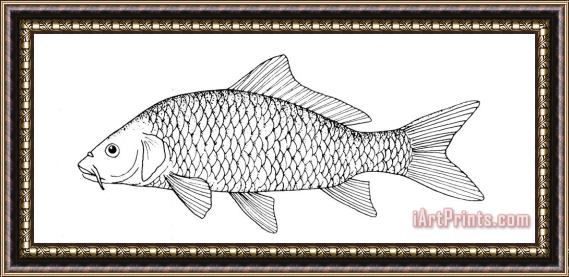 Others Fish: Carp Framed Painting