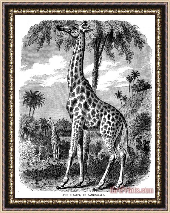 Others Giraffe Framed Painting