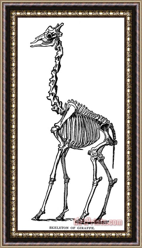 Others Giraffe Skeleton Framed Print