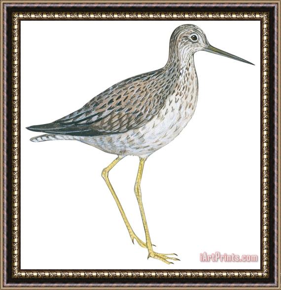 Others Greater Yellowlegs Framed Print
