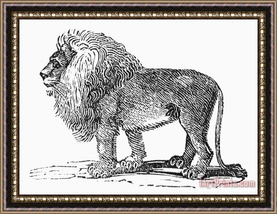Others Lion Framed Painting