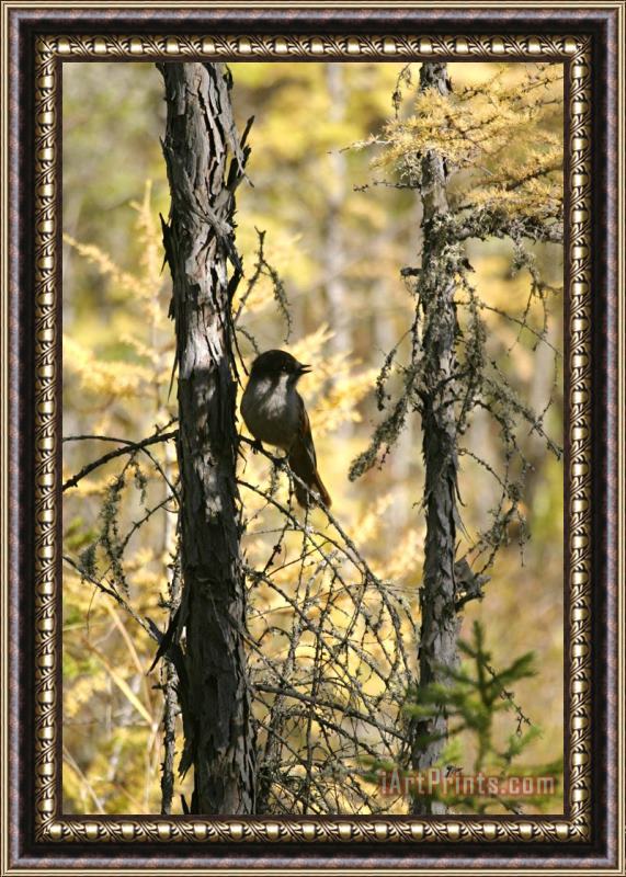 Others Nature Park 'lenskie Stolby' Framed Painting