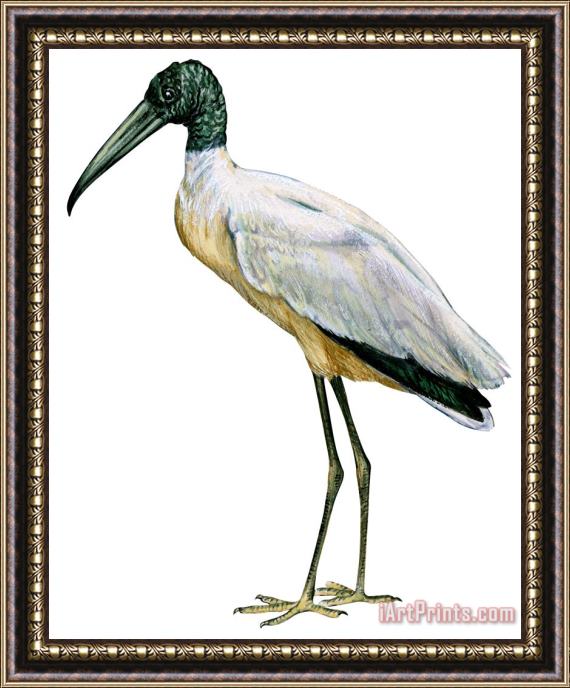 Others Stork Framed Print