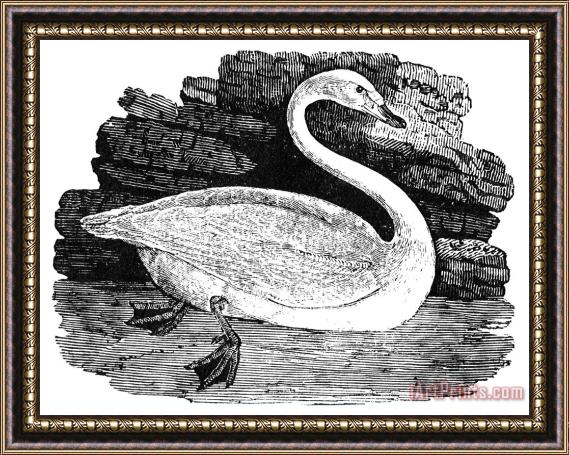 Others Swan Framed Print
