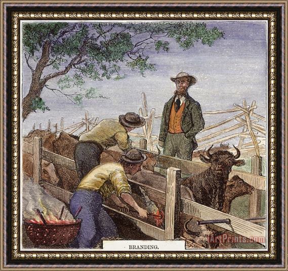 Others Texas: Cattle Branding 1874 Framed Painting