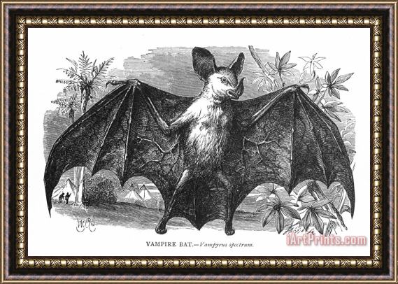 Others Vampire Bat Framed Painting
