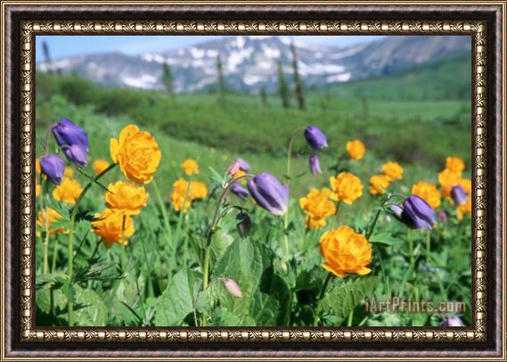 Others Wild Flowers Framed Painting