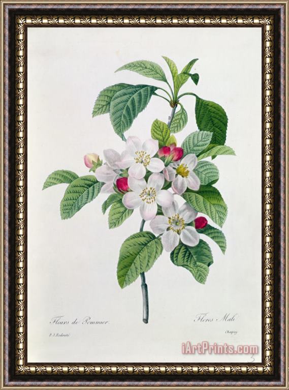 Pierre Joseph Redoute Apple Blossom Framed Painting
