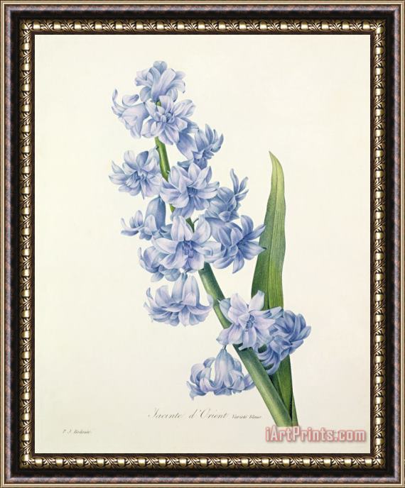 Pierre Joseph Redoute Hyacinth Framed Print