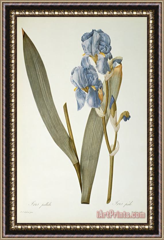 Pierre Joseph Redoute Iris Pallida Framed Painting