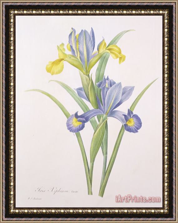 Pierre Joseph Redoute Iris xiphium Framed Painting