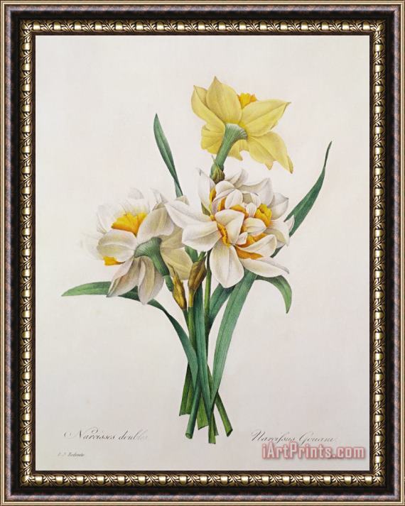 Pierre Joseph Redoute Narcissus Gouani Framed Painting