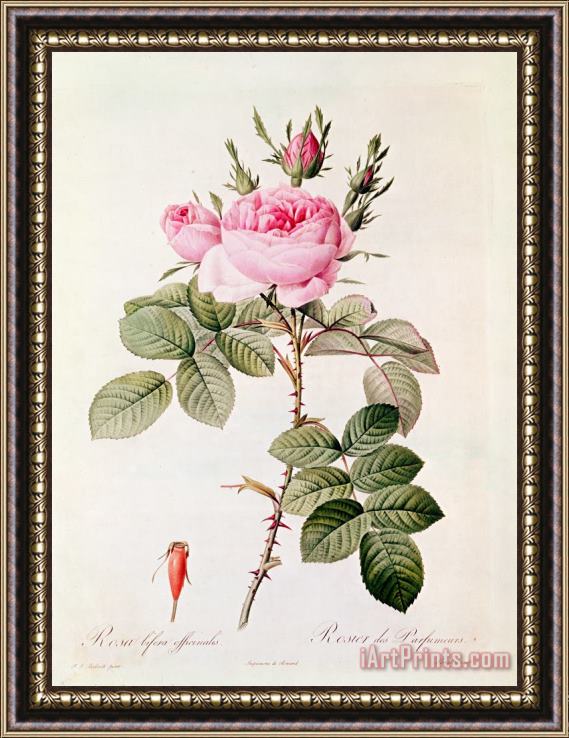 Pierre Joseph Redoute Rosa Bifera Officinalis Framed Painting