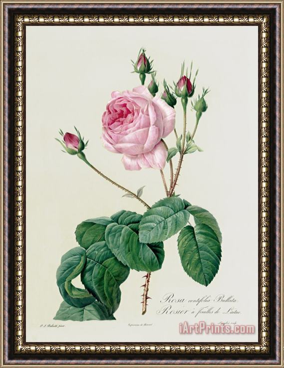 Pierre Joseph Redoute Rosa Centifolia Bullata Framed Painting