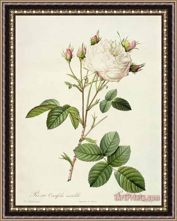 Pierre Joseph Redoute Rosa Centifolia Mutabilis Framed Painting