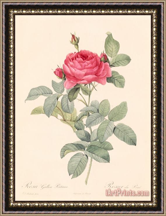 Pierre Joseph Redoute Rosa Gallica Pontiana Framed Painting