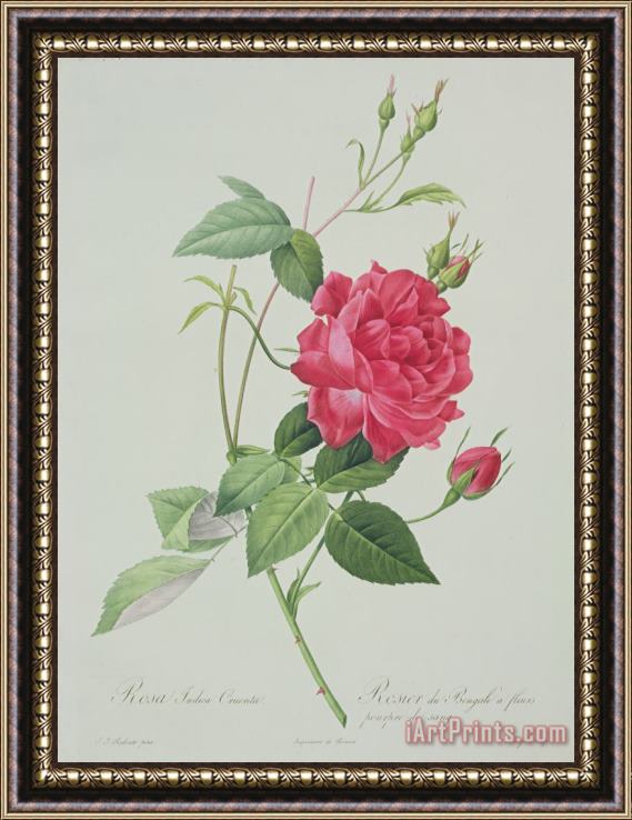 Pierre Joseph Redoute Rosa indica cruenta Framed Painting