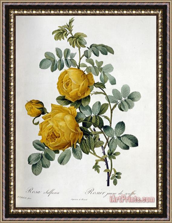 Pierre Joseph Redoute Rosa Sulfurea Framed Painting