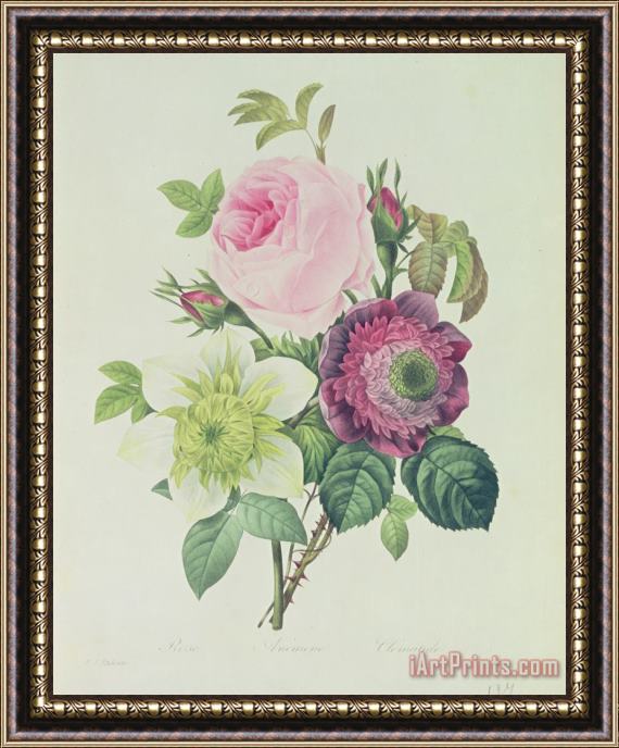Pierre Joseph Redoute Rose Framed Painting