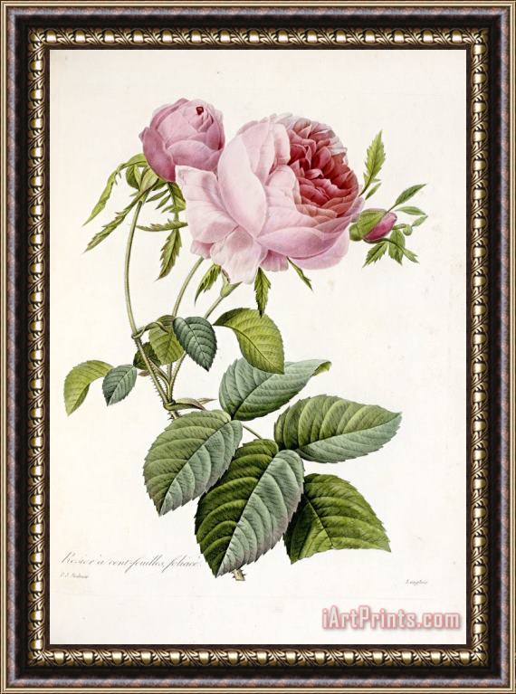 Pierre Joseph Redoute Rose Framed Print