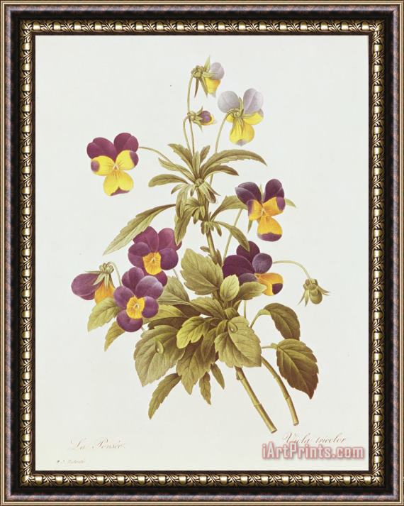 Pierre Joseph Redoute Viola Tricolour Framed Print