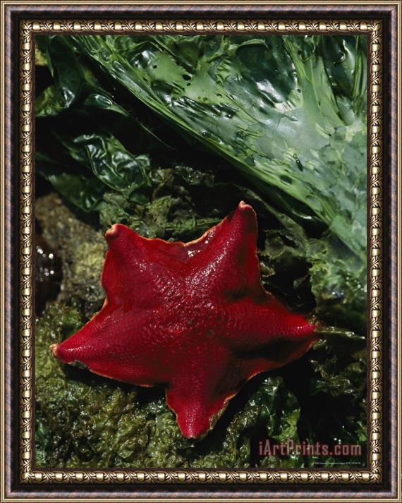 Raymond Gehman A Bat Star Patiria Miniata Edges Across Sea Lettuce Ulva Lactuca Framed Painting